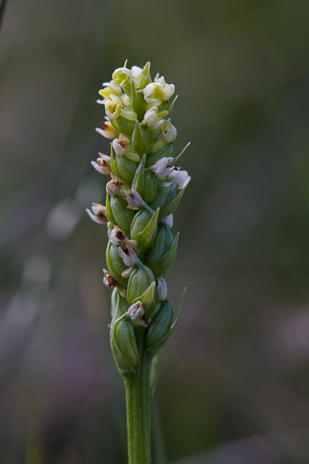 pseudorchis-albida-switzerland.jpg