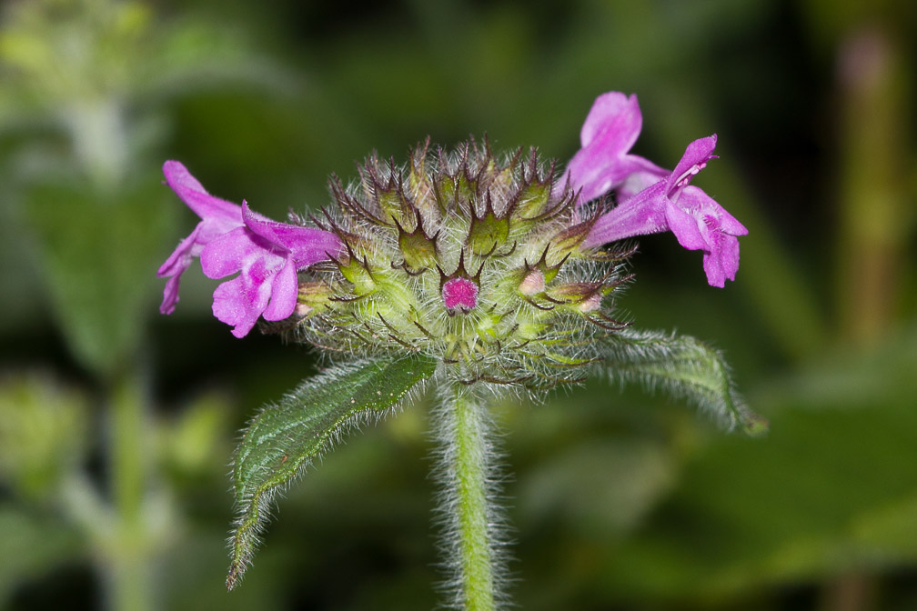 clinopodium-vulgare-switzerland.jpg