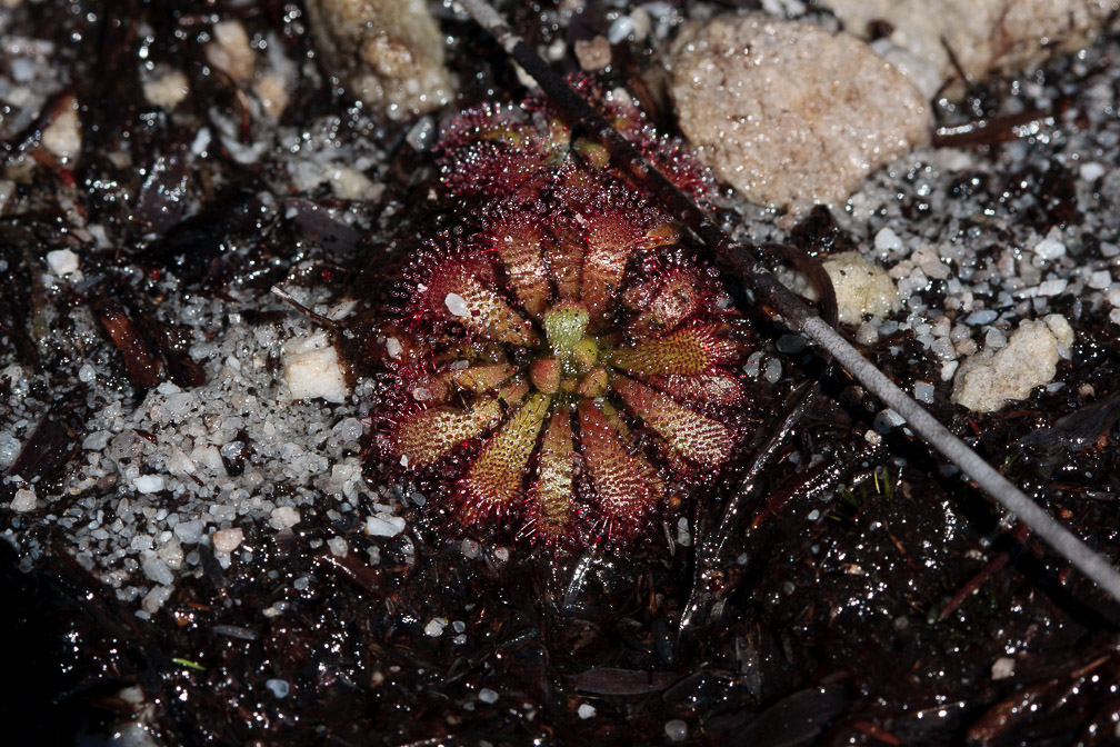 drosera-sp-south-africa.jpg