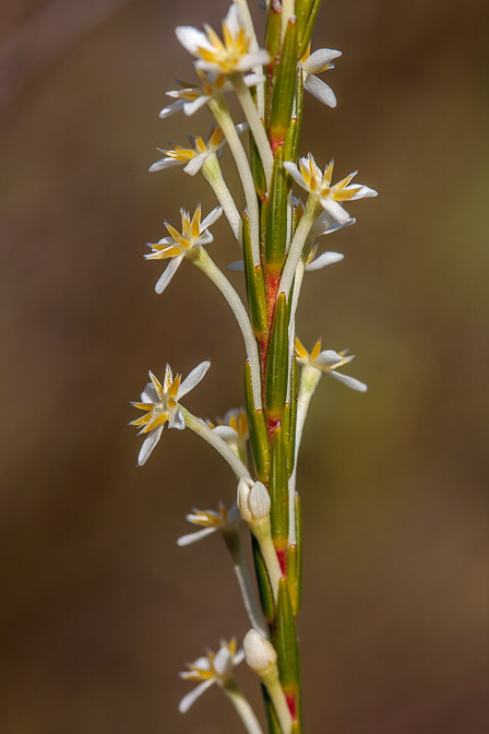 struthiola-sp-south-africa.jpg