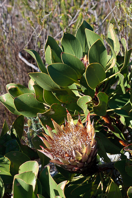 protea-sp-south-africa-2.jpg