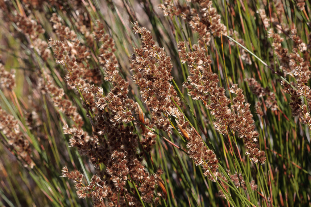 restionaceae-sp-south-africa.jpg