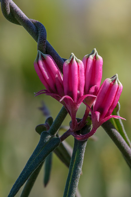 microloma-sp-south-africa.jpg