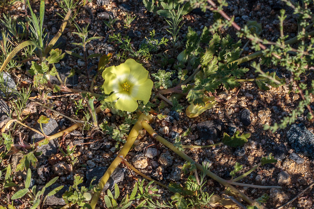 grielum-humifusum-south-africa.jpg