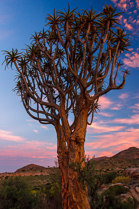 aloe-dichotoma-south-africa-3.jpg