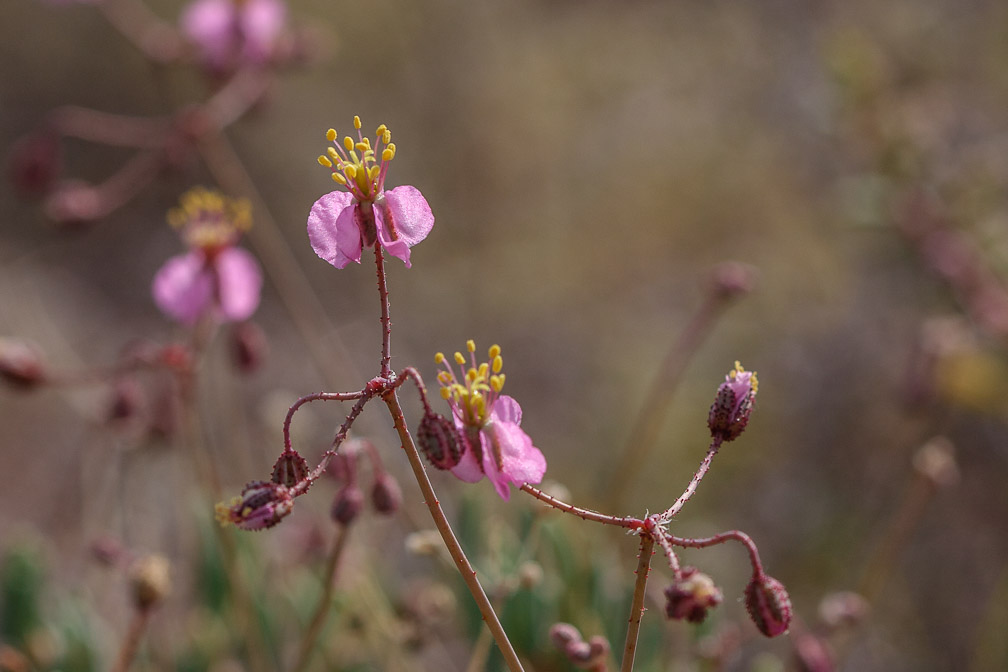 plantae-sp-south-africa-7.jpg