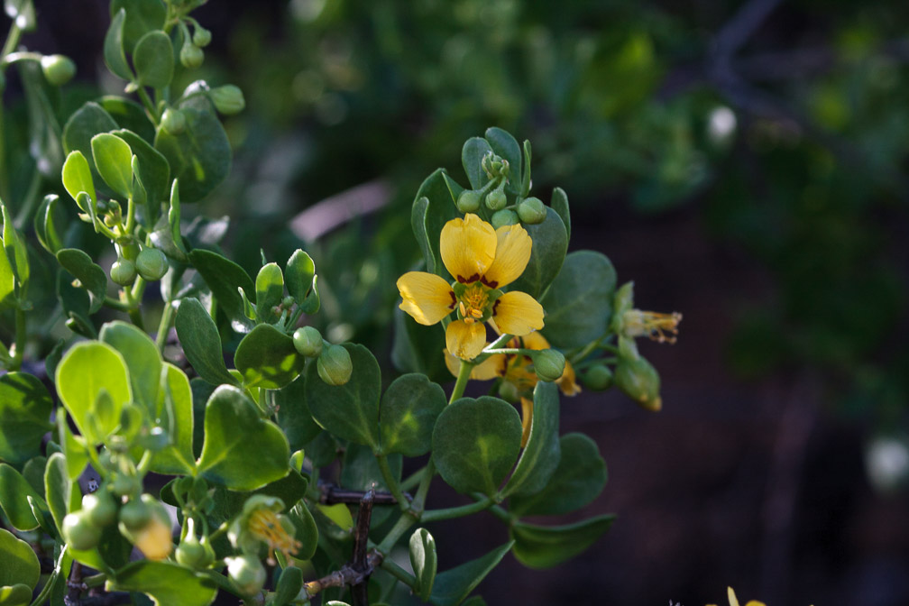 zygophyllum-foetidum-south-africa.jpg