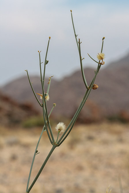 sisyndite-spartea-namibia.jpg