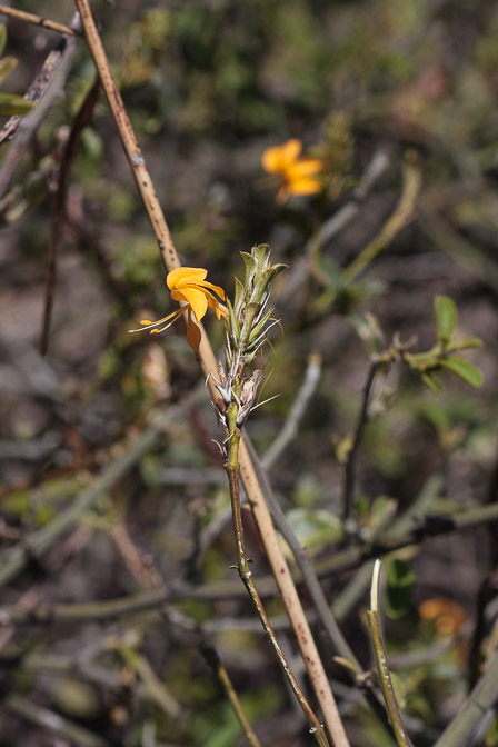 acanthaceae-sp-botswana.jpg