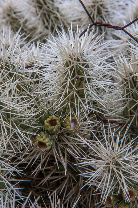 cactaceae-sp-south-africa.jpg