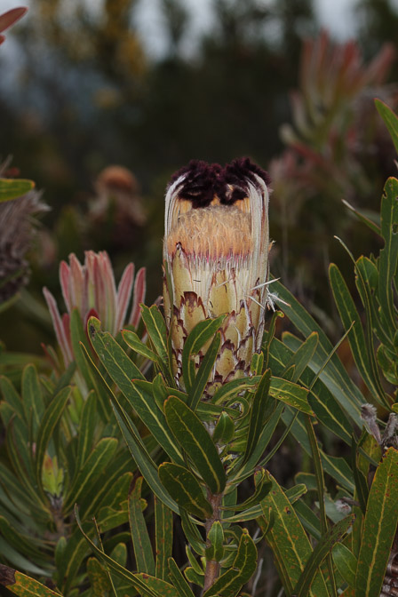 proteaceae-sp-south-africa.jpg