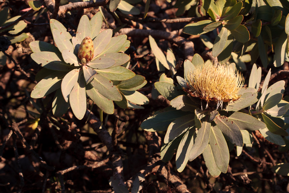 protea-sp-south-africa-5.jpg