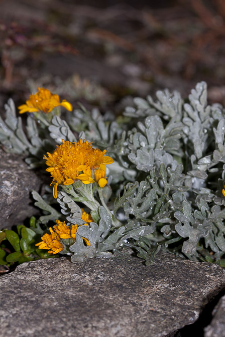 senecio-incanus-switzerland.jpg