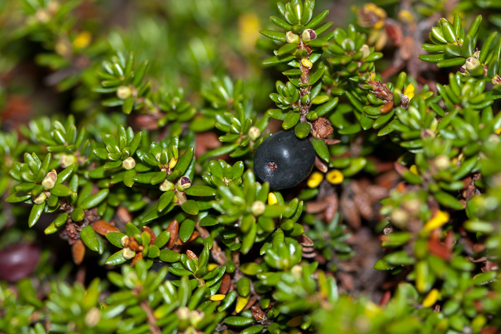 empetrum-nigrum-switzerland.jpg