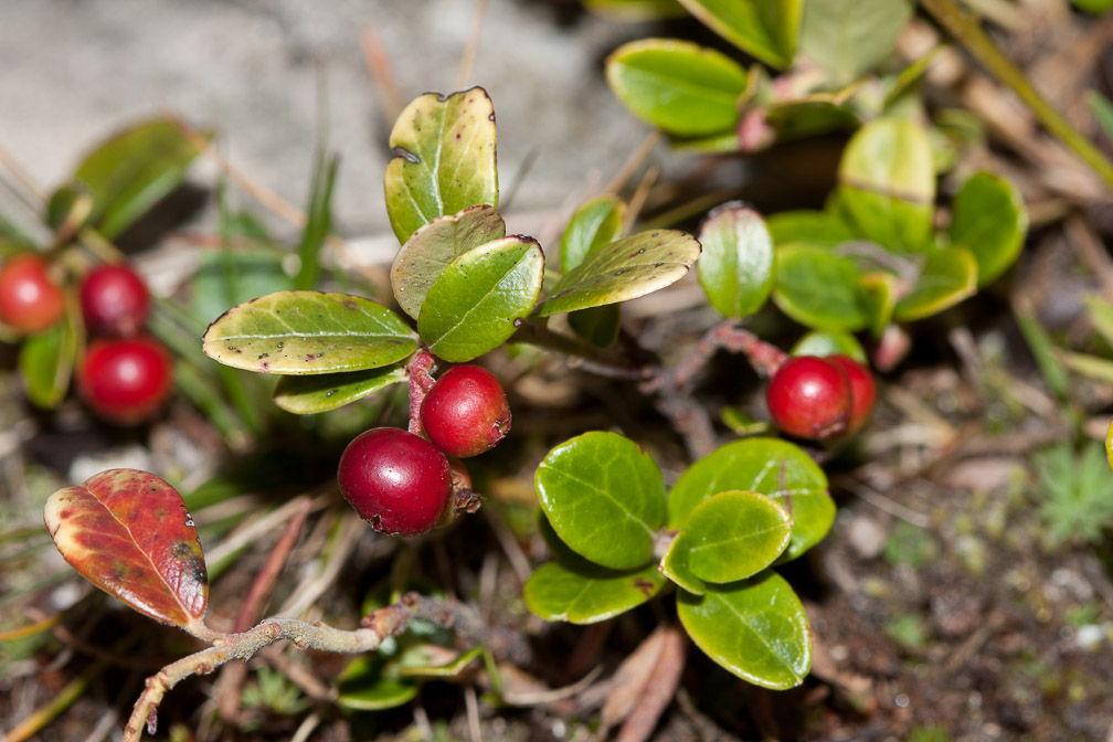 vaccinium-vitis-idaea-switzerland.jpg