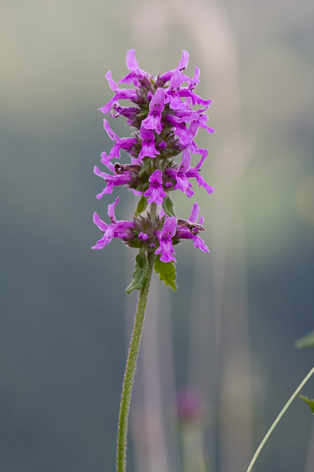 stachys-officinalis-switzerland.jpg