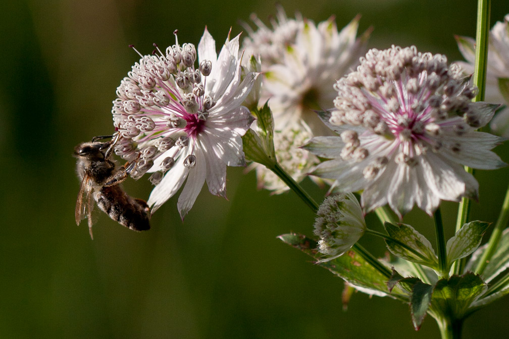 astrantia-major-switzerland-2.jpg