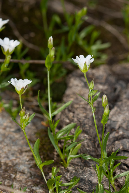 -cerastium-switzerland.jpg