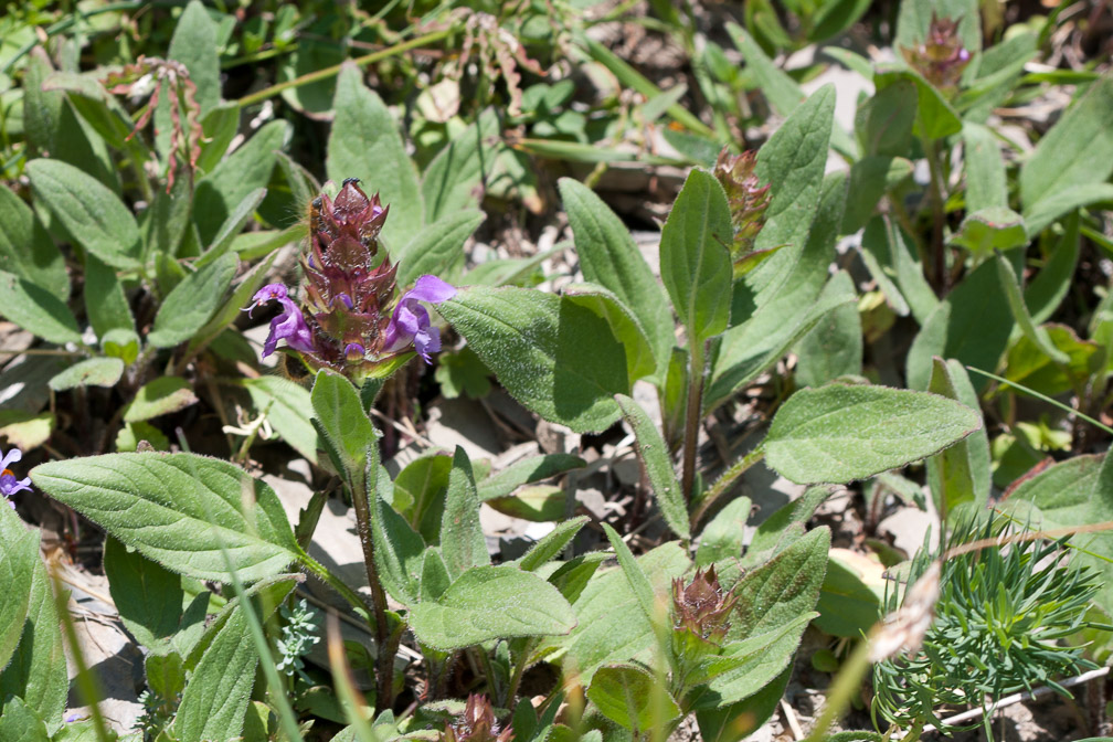 prunella-vulgaris-switzerland.jpg