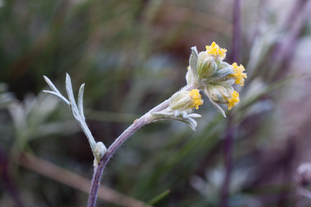 artemisia-umbelliformis-switzerland.jpg