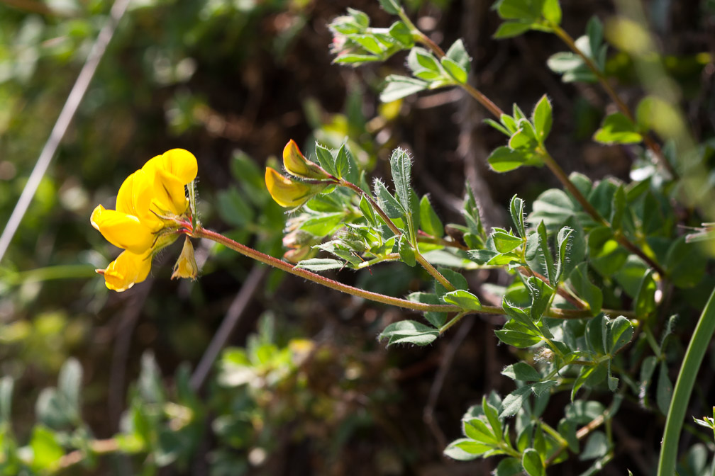 lotus-corniculatus-switzerland.jpg