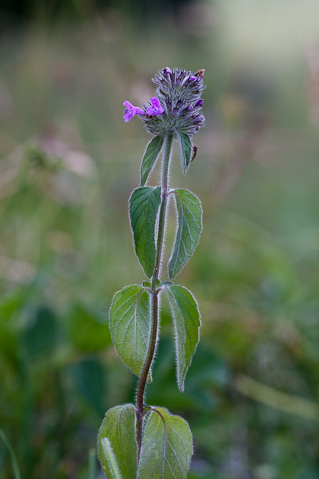 clinopodium-vulgare-switzerland-2.jpg