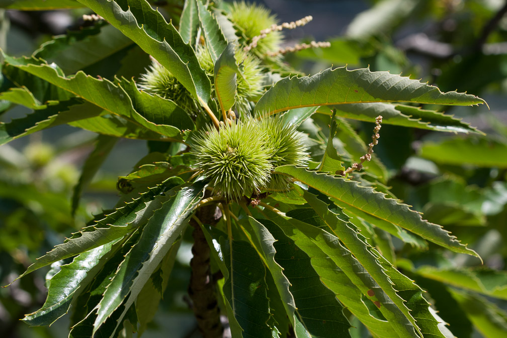 castanea-sativa-france.jpg