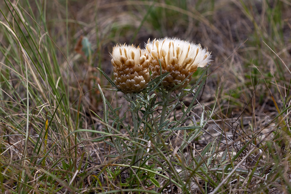 leuzea-conifera-france.jpg