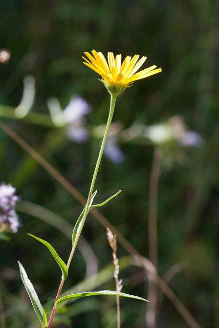 buphthalmum-salicifolium-france.jpg