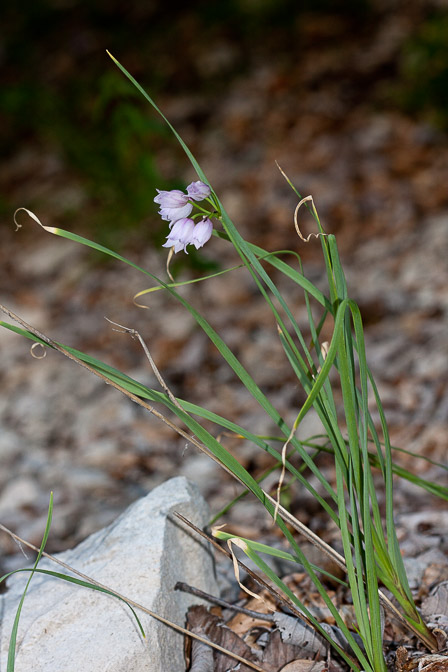 allium-narcissiflorum-france.jpg