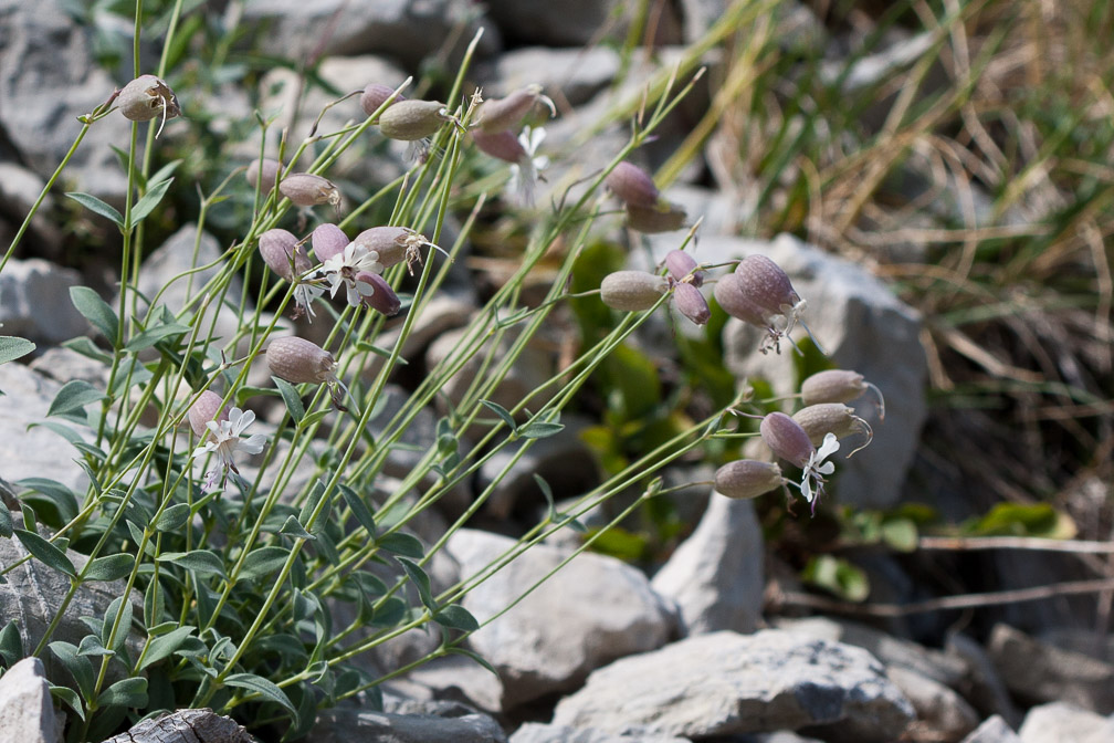 silene-vulgaris-france.jpg