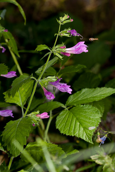 calamintha-grandiflora-france.jpg