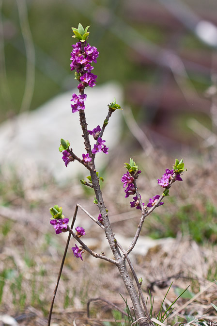 daphne-mezereum-switzerland.jpg