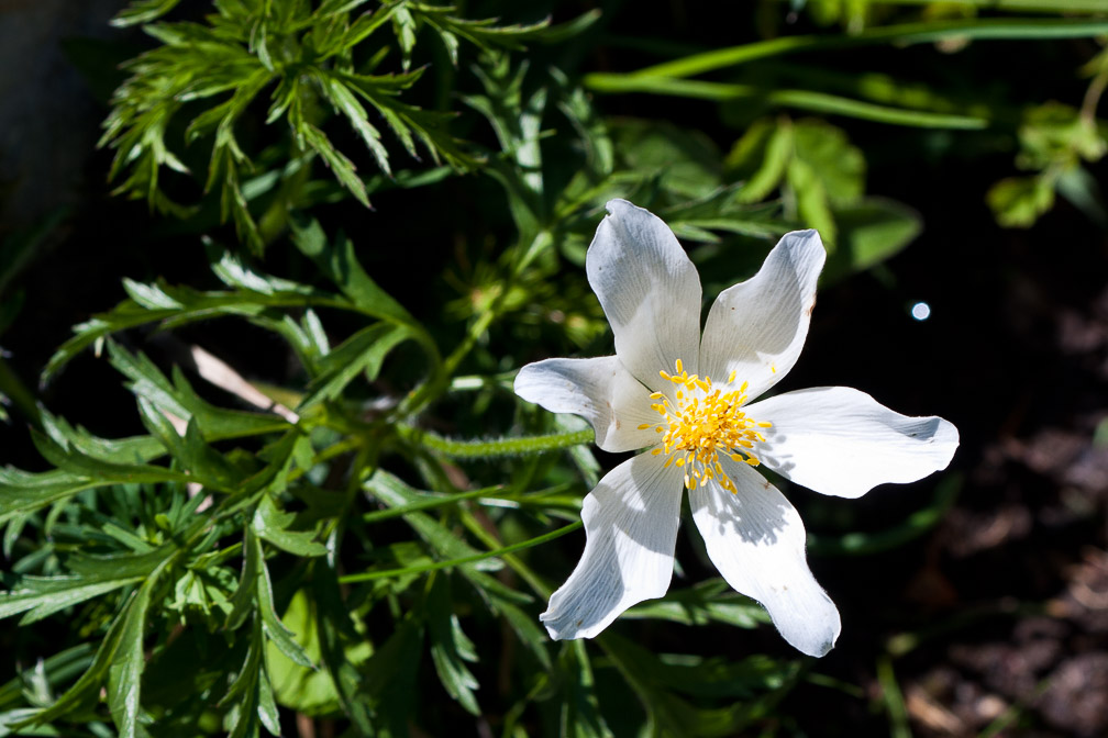 pulsatilla-alpina-switzerland.jpg