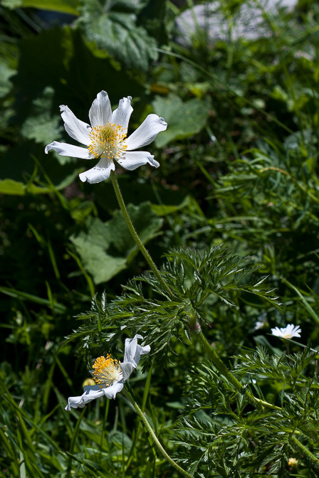 pulsatilla-alpina-switzerland-2.jpg