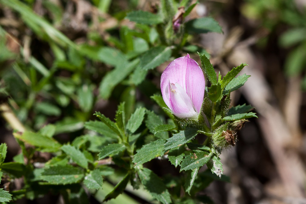 ononis-repens-switzerland.jpg