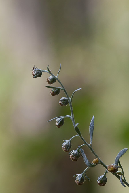 artemisia-absinthium-switzerland.jpg