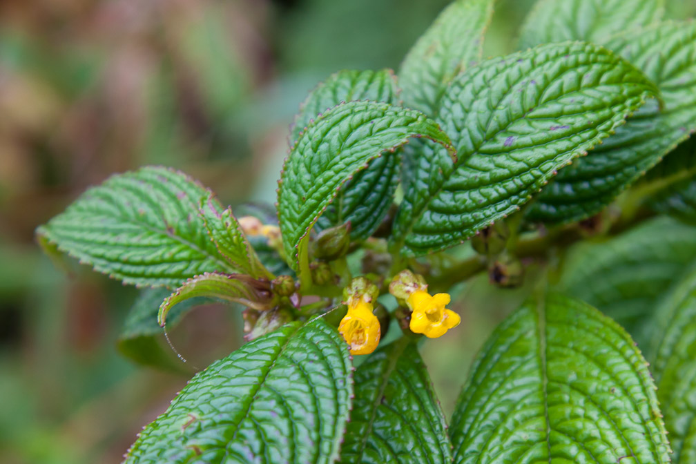 besleria-lutea-guadeloupe.jpg