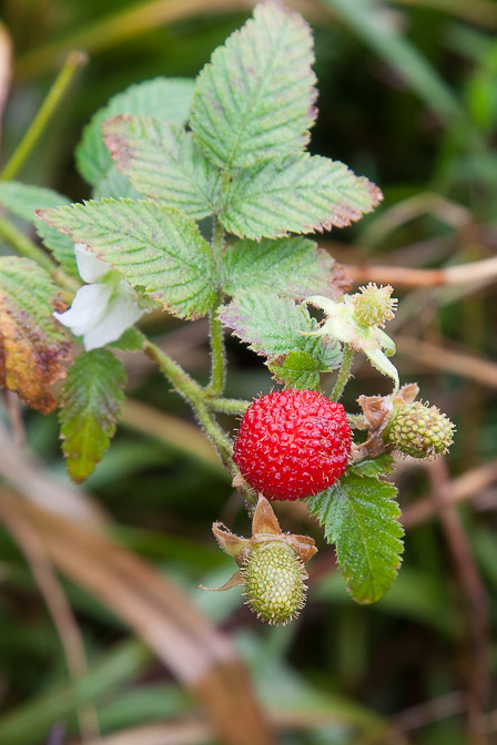 rubus-rosifolius-guadeloupe.jpg