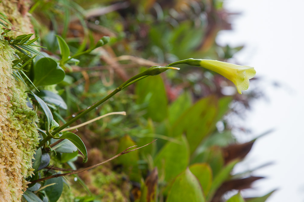 symbolanthus-frigidus-guadeloupe.jpg