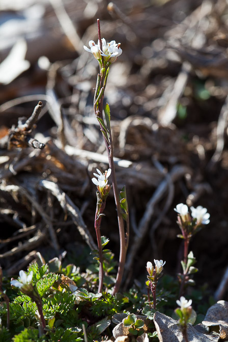 cardamine-hirsuta-switzerland.jpg