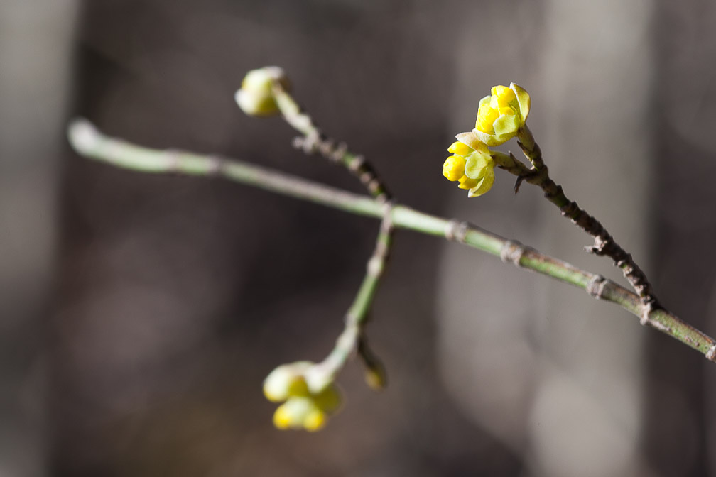 cornus-mas-switzerland.jpg