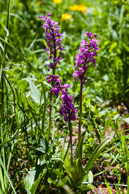 orchis-mascula-switzerland.jpg