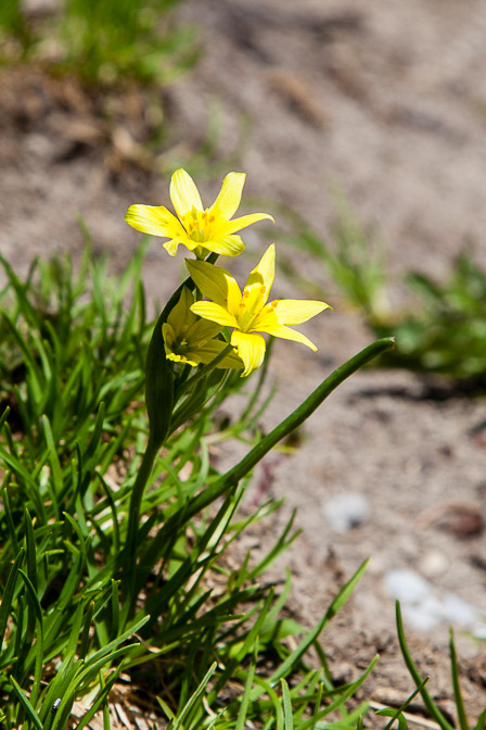 gagea-liotardii-switzerland.jpg