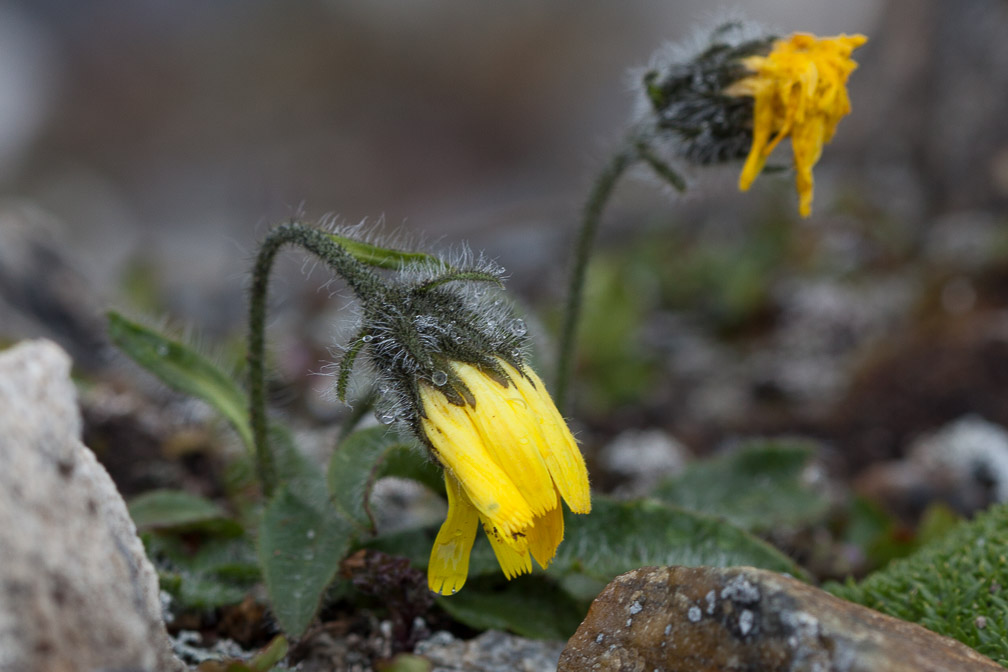 hieracium-alpinum-switzerland.jpg