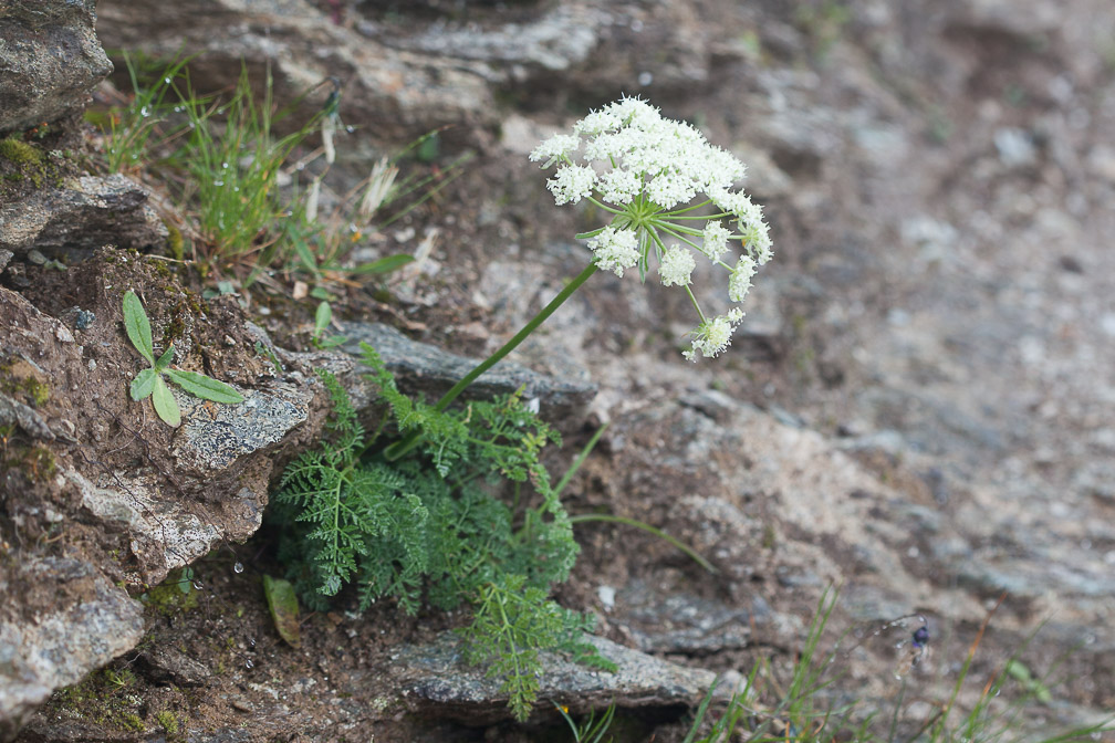 laserpitium-halleri-switzerland.jpg