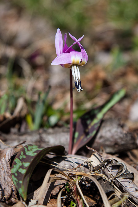 erythronium-dens-canis-france.jpg