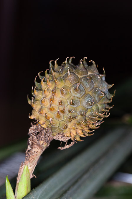 benstonea-humilis-thailand-7.jpg