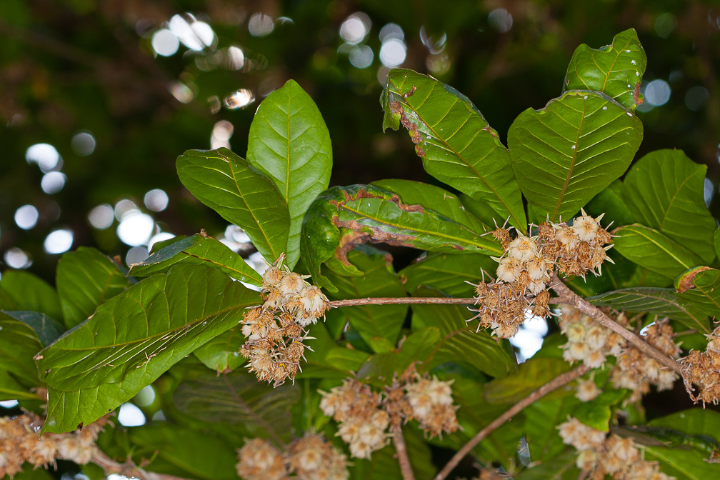 elaeocarpus-sp-thailand.jpg