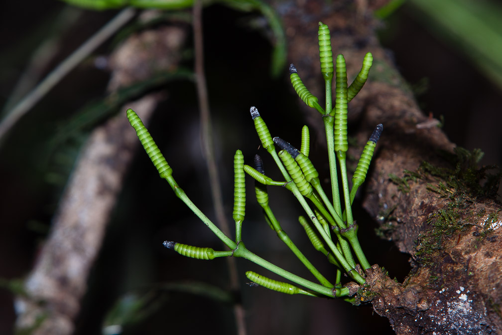 gnetum-montanum-thailand.jpg